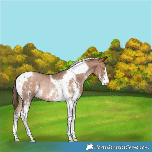 Horse Color:Brown Pearl Sabino Tobiano Rabicano 