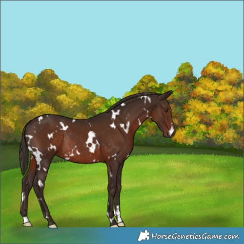Horse Color:White Spotted Liver Chestnut Rabicano 
