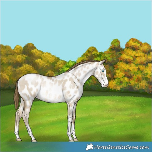 Horse Color:Buckskin Pearl Dun Sabino Appaloosa Rabicano 