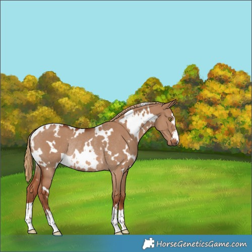 Horse Color:White Spotted Red Dun Rabicano 