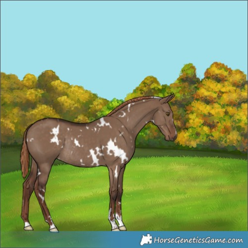 Horse Color:White Spotted Liver Red Dun Rabicano 