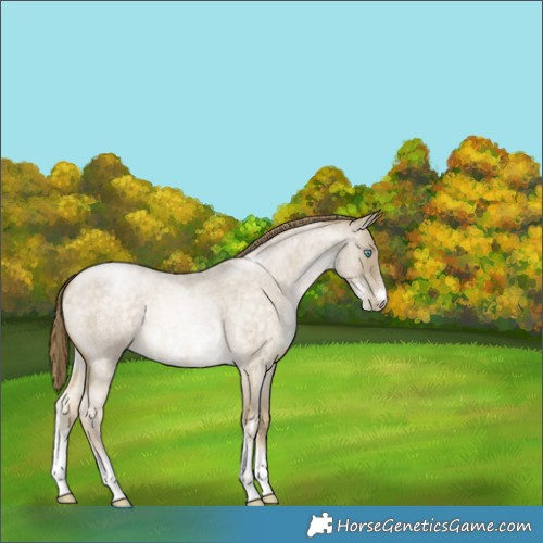 Horse Color:Buckskin Roan Pearl Sabino Rabicano 