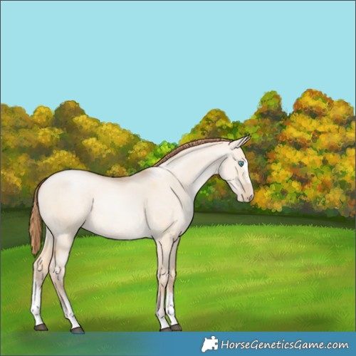 Horse Color:Buckskin Pearl Dun Sabino Rabicano 