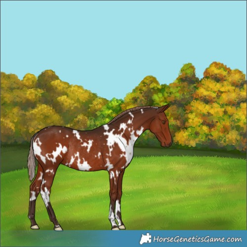 Horse Color:White Spotted Liver Chestnut Rabicano 