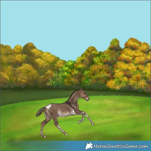 Horse Color:Liver Red Dun Tobiano Rabicano 