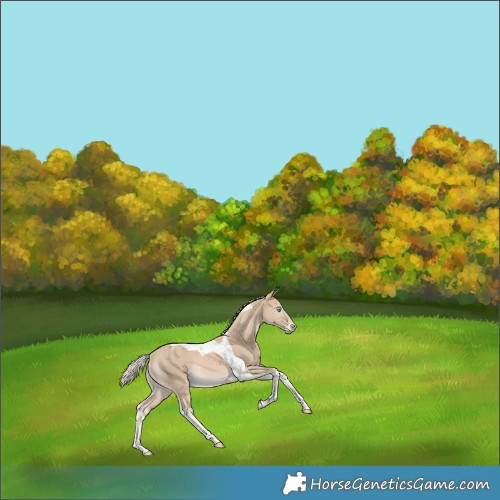 Horse Color:Cremello Tobiano Rabicano 