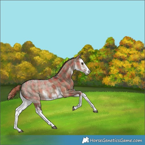 Horse Color:Plaid  White Spotted Liver Red Dun Ice 