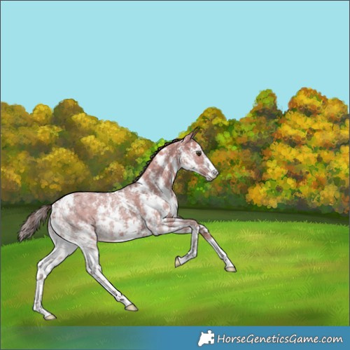 Horse Color:Liver Red Dun Ice Sabino 