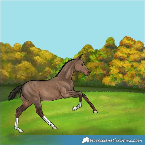 Horse Color:Liver Red Dun