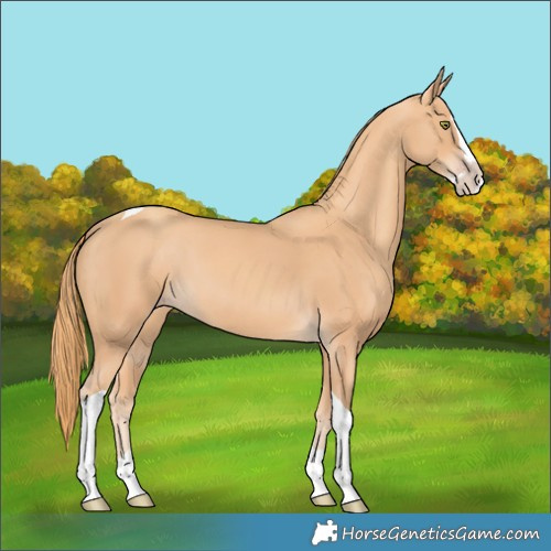 Horse Color:Gold Champagne Splash Tobiano