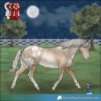 Horse Color:Silver Buckskin Snowdrop Tobiano Appaloosa 