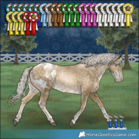 Horse Color:Silver Buckskin Snowdrop Tobiano Blanket 