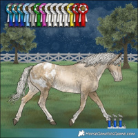 Horse Color:Silver Buckskin Snowdrop Tobiano Appaloosa 
