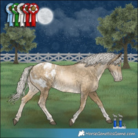 Horse Color:Silver Buckskin Snowdrop Tobiano Appaloosa