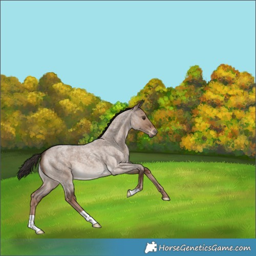 Horse Color:Liver Red Dun Roan