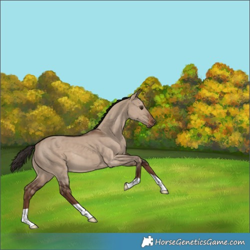 Horse Color:Liver Red Dun 