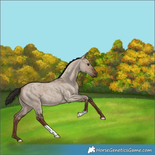 Horse Color:Liver Red Dun Roan 