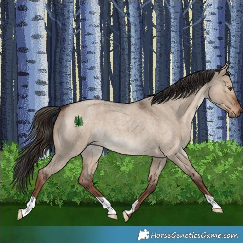 Horse Color:Liver Red Dun Roan 