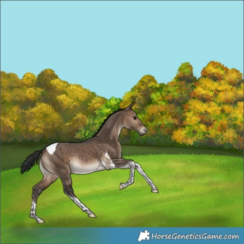 Horse Color:Bay Dun Tobiano Rabicano 