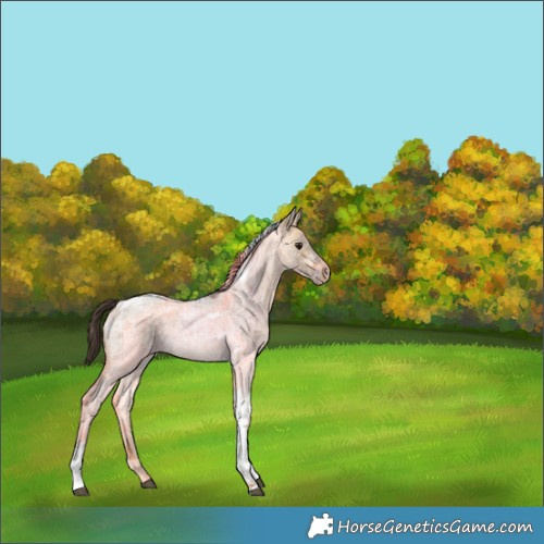 Horse Color:Buckskin Ice Roan Dun Tobiano 