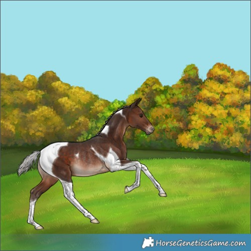 Horse Color:Silver Bay Tobiano Rabicano 