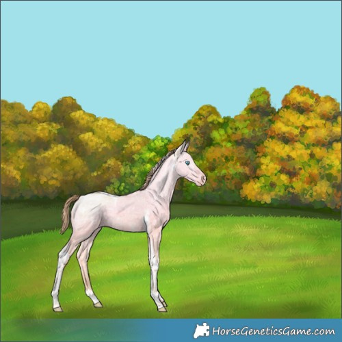 Horse Color:Perlino Ice Dun Tobiano