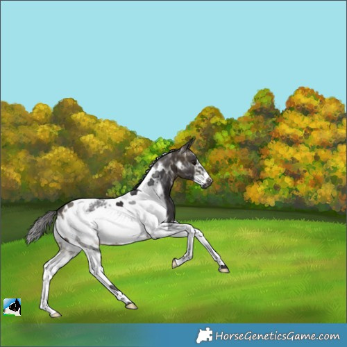 Horse Color:White Spotted Buckskin Tobiano Frame