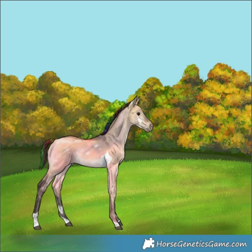 Horse Color:Painted Buckskin Dun Tobiano Rabicano