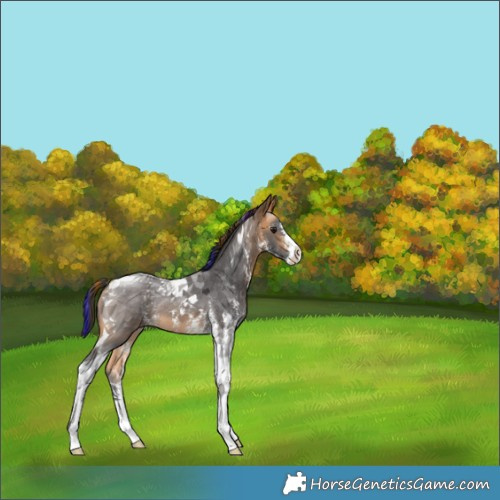 Horse Color:Painted Buckskin Sabino Tobiano Rabicano 