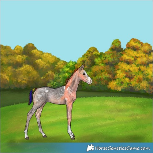 Horse Color:Painted Buckskin Ice Sabino Tobiano Rabicano 