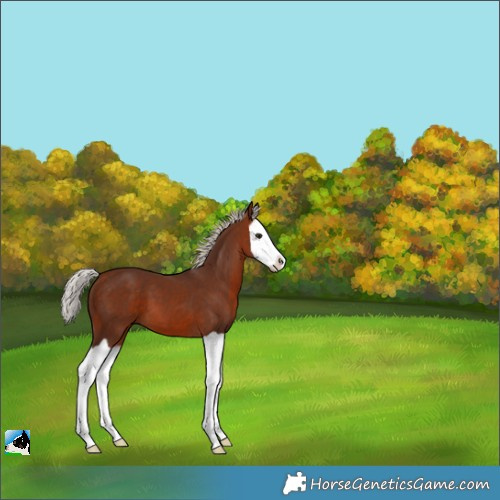 Horse Color:Silver Bay Splash 