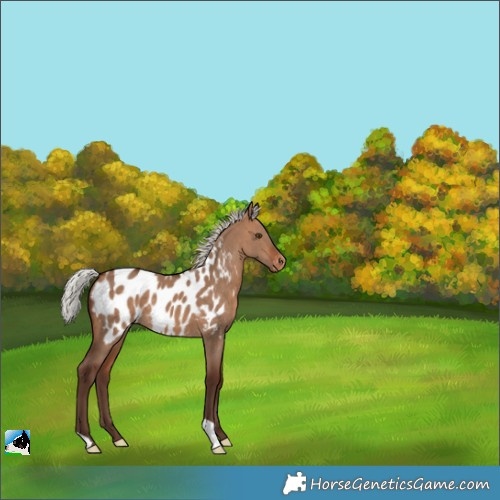 Horse Color:Silver Bay Dun Appaloosa 