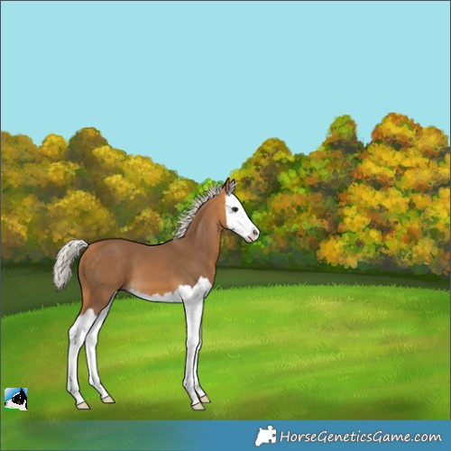 Horse Color:Silver Buckskin Splash 