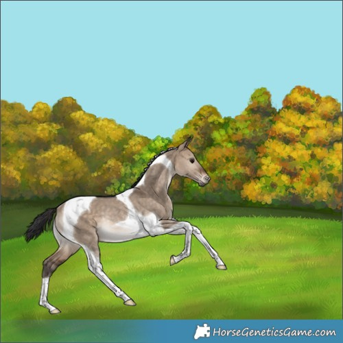 Horse Color:Bay Dun Tobiano Rabicano 