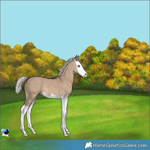 Horse Color:Silver Brown Dun Splash 
