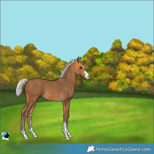 Horse Color:Silver Buckskin