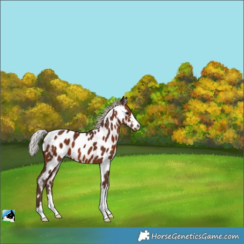 Horse Color:Silver Bay Appaloosa 