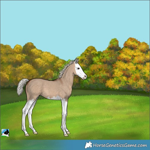 Horse Color:Silver Bay Dun Splash 