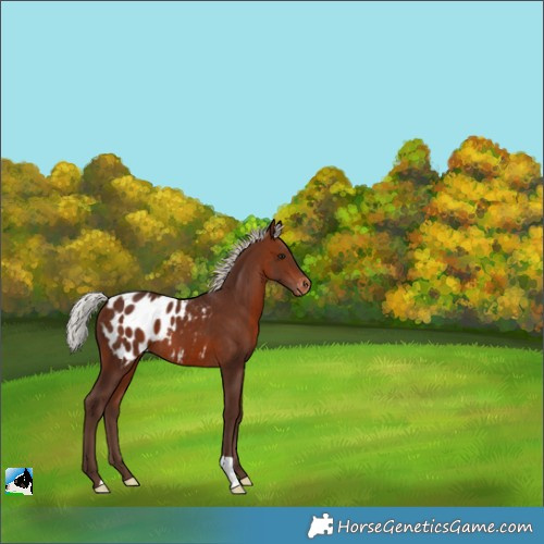 Horse Color:Silver Bay Appaloosa 