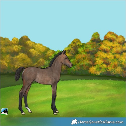 Horse Color:Bay Dun Rabicano Brindle 