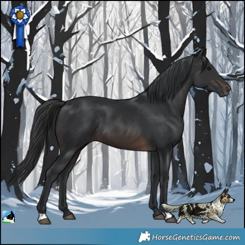 Horse Color:Brown Rabicano 