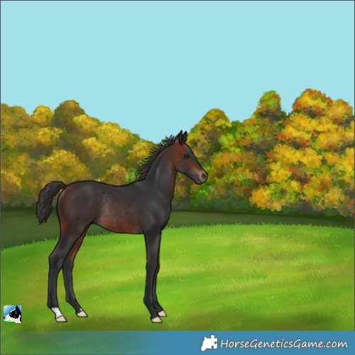 Horse Color:Bay Rabicano 
