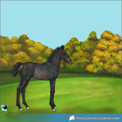 Horse Color:Brown Rabicano 