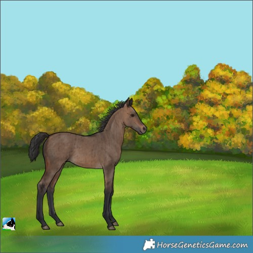 Horse Color:Brown Dun Brindle 