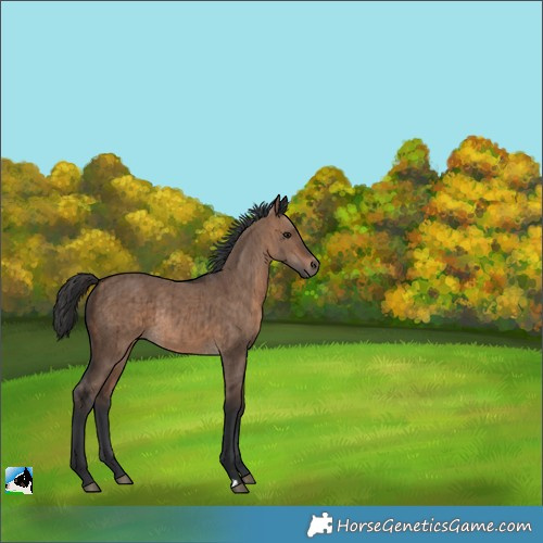 Horse Color:Brown Dun Rabicano Brindle 