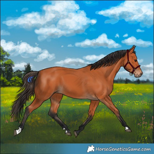 Horse Color:Bay 