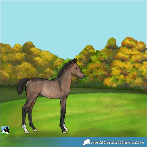 Horse Color:Brown Dun Rabicano 