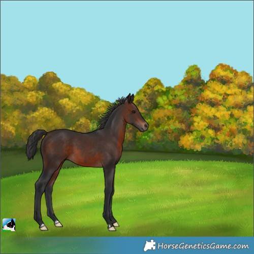 Horse Color:Brown 