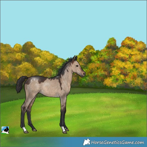 Horse Color:Brown Dun 