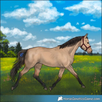 Horse Color:Bay Dun